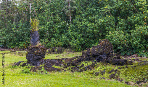 Lava Tree State Monument on Big Island, Hawaii photo