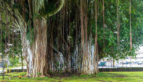Brown roots and trunk of a giant banyan tree in Kalakaua park of Hilo, Hawaii photo