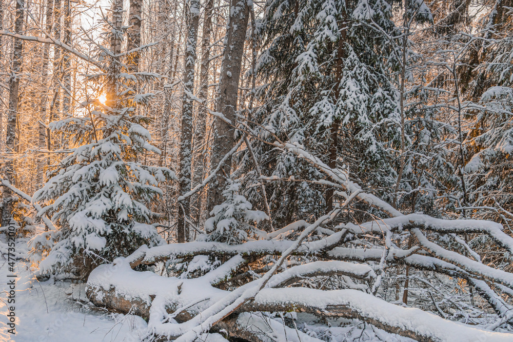Winter forest landscape on a sunny day..Trees eating in the snow. Everything is in the snow..Finnish nature, Scandinafia