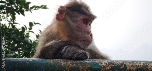 Asian monkey of India sitting on the edge of a cliff with a curious expression. photo