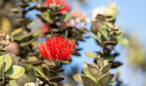 Beautiful Hawaiian Red Ohia Lehua Flower in Bloom on Kaulana Manu Nature Trail, Big Island, Hawaii