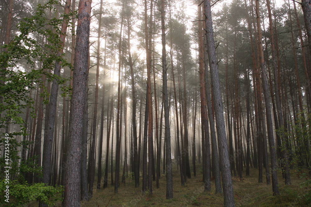 Sunrise in a misty forest.