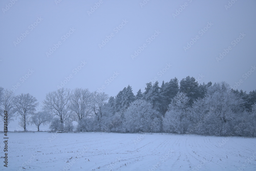 Snow-covered trees in the forest.