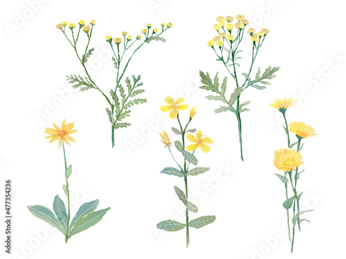 watercolor medicinal plants, yellow, orange flowers with green leaves