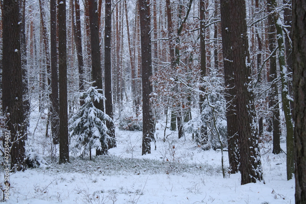 Snow-covered trees in the forest. Snow-covered trees in the forest.
