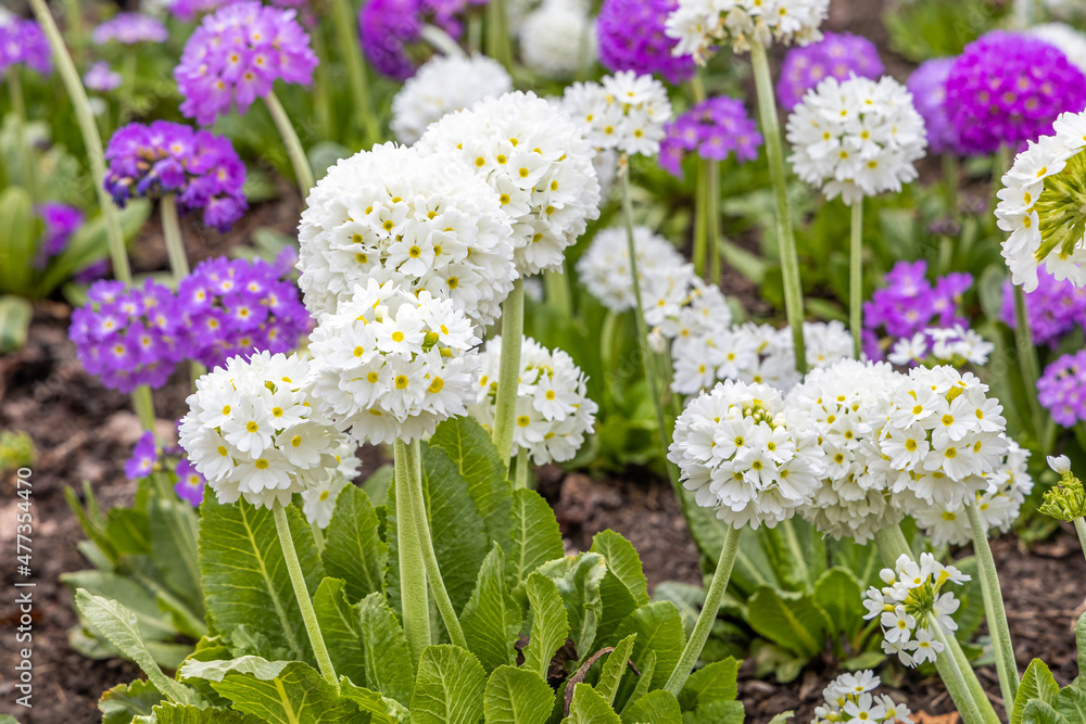 White and violet round Primrose flowers with beautiful green leaves bloom in spring in the garden White and violet round Primrose flowers with beautiful green leaves bloom in spring in the garden