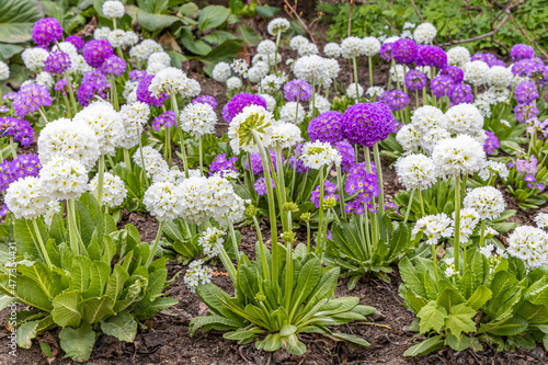 White and violet round Primrose flowers with beautiful green leaves bloom in spring in the garden
