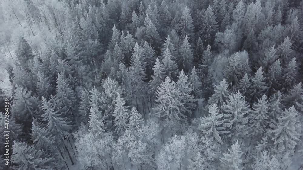 Aerial view on pine forest under the snow in winter. Nature.Landscape.Winter holidays time Aerial view on pine forest under the snow in winter. Nature.Landscape.Winter holidays time