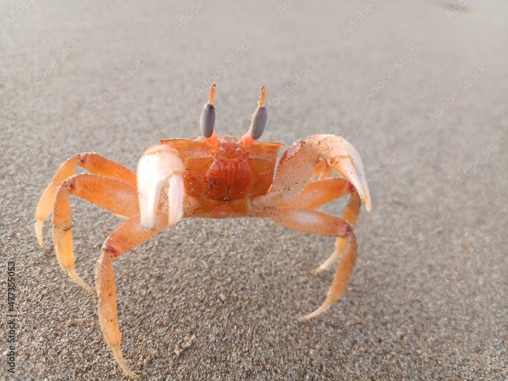 Crab Crab