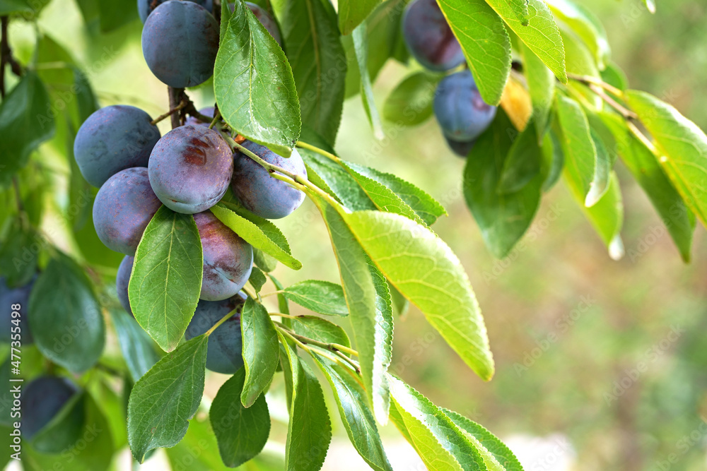 Close up of the plums ripe on branch. Ripe plums on a tree branch in the orchard. View of fresh organic fruits with green leaves on plum tree branch in the fruit garden. Close up of the plums ripe on branch. Ripe plums on a tree branch in the orchard. View of fresh organic fruits with green leaves on plum tree branch in the fruit garden.