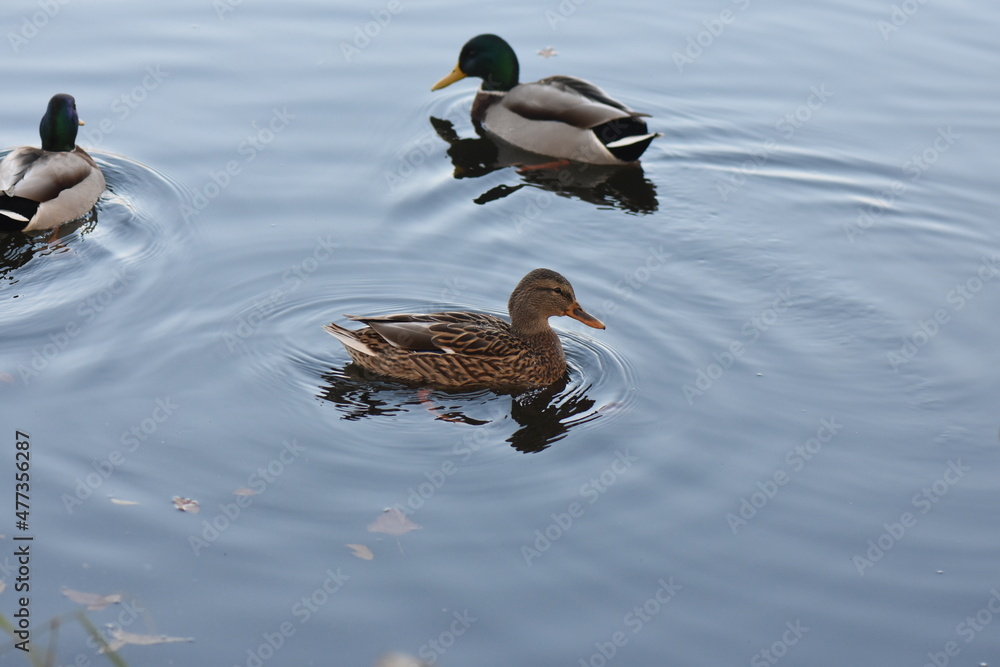 ducks in the water ducks in the water
