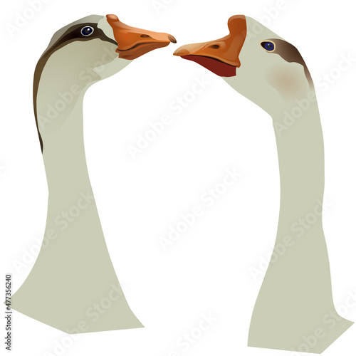 Family geese vector two