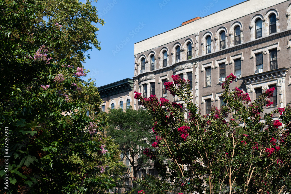 Flowers and Green Plants in front of a Row of Old Apartment Buildings in Harlem of New York City during the Summer