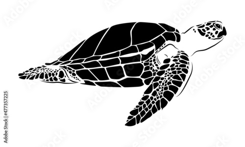 graphic sea turtle,vector illustration of sea turtle,vector of turtle design on a white background