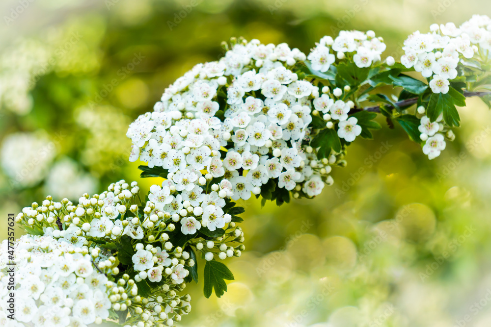 Scena primaverile con un ramo bianco fiorito in primavera. Natura. Albero fiorito. Fuori. Scena primaverile con un ramo bianco fiorito in primavera. Natura. Albero fiorito. Fuori.
