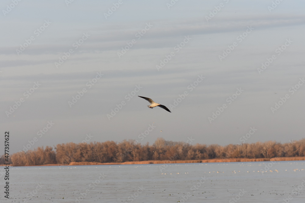 seagull flying in the sky