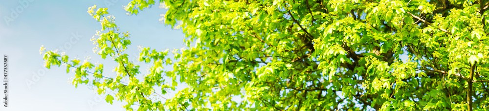 Scena panoramica con i rami di un albero verde in primavera. In natura. Fuori. Maggio. Vacanza. Verde.  Pasqua.