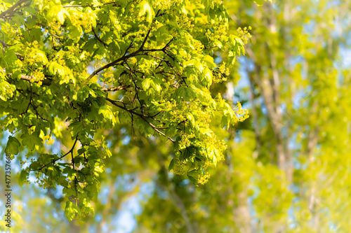 Scena con i rami verdi di un albero appena sbocciato in primavera e con altri alberi sfuocati sullo sfondo nel parco. In natura. Fuori. Aprile. Verde. Fogliame.