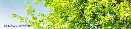 Scena panoramica con i rami di un albero verde in primavera. In natura. Fuori. Maggio. Vacanza. Verde.  Pasqua. photo