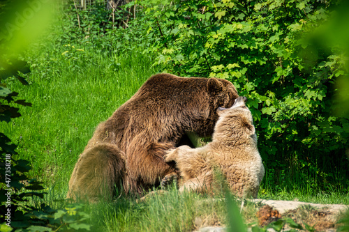 Die beiden Braunbären Max und Jule aus dem Tierpark Olderdissen in Bielefeld tauschen Zärtlichkeiten aus
