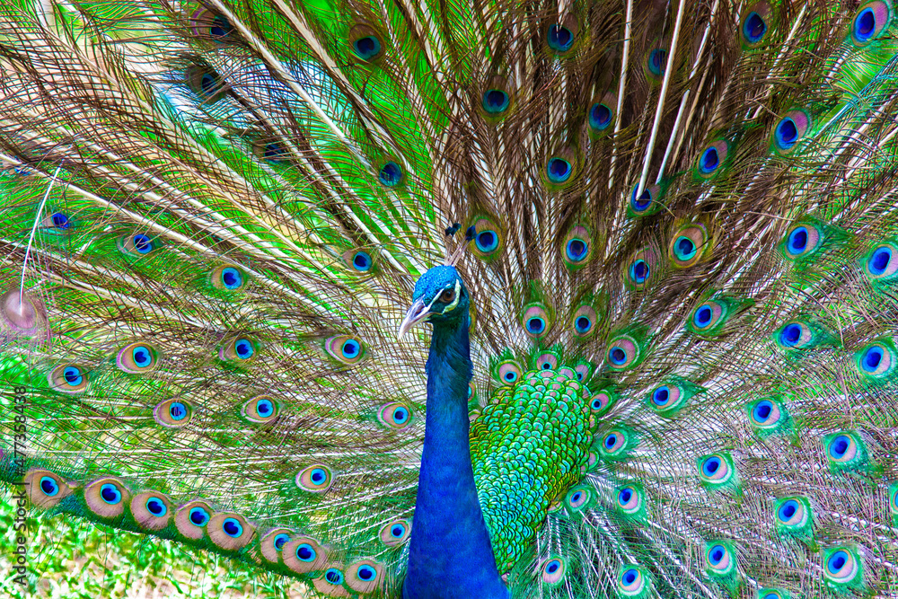 Obraz premium Close-up portrait of beautiful green and blue peacock with feathers out
