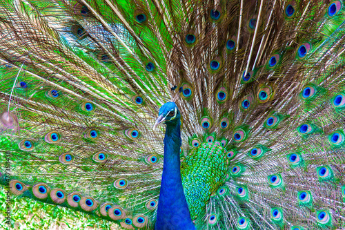 Close-up portrait of beautiful green and blue peacock with feathers out
