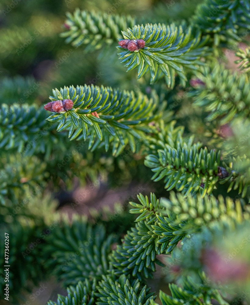 Branches of Pinsapo fir trees, in the Sierra de las Nieves, Malaga Image taken near Puerto de los Pilones. Detail of a branch. Branches of Pinsapo fir trees, in the Sierra de las Nieves, Malaga Image taken near Puerto de los Pilones. Detail of a branch.