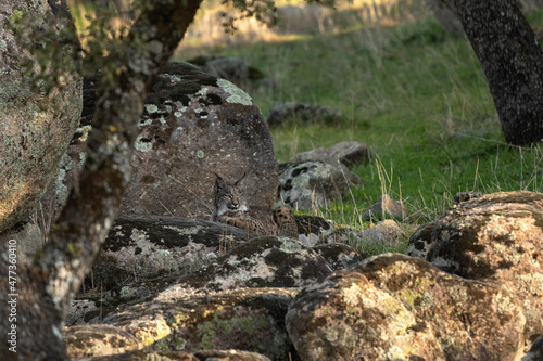 Iberian lynx in Sierra Nevada mountains. Rare lynx in Spain. European wildlife. 
