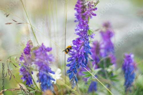 Isolated wild insect honey bee while sucking nectar from lavender flowers on natural background