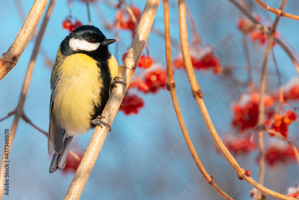 Fototapeta premium The yellow tit sits on a tree with berries.