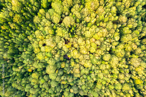 Top down aerial view of bright green spruce and yellow autumn trees in fall forest.