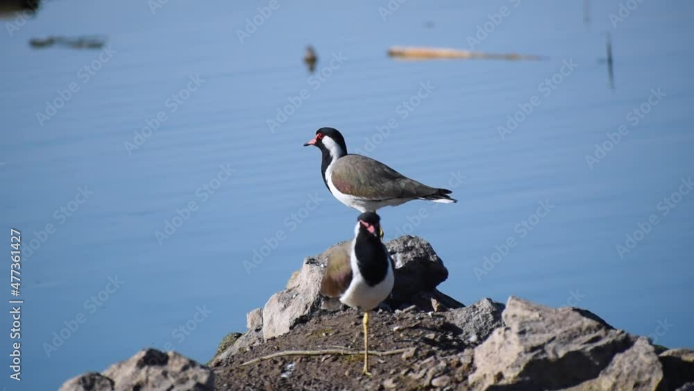 Close up shot of beautiful birds at lake at Rajkot, Gujarat, India. Concept of wildlife and nature in city. Nature project, Birds of tropics Close up shot of beautiful birds at lake at Rajkot, Gujarat, India. Concept of wildlife and nature in city. Nature project, Birds of tropics