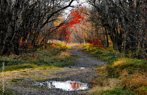 autumn landscape abandoned alley with blood-red tree and puddles after rain