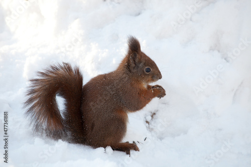 beautiful fluffy red squirrel (Sciurus vulgaris) in winter forest © tadoma