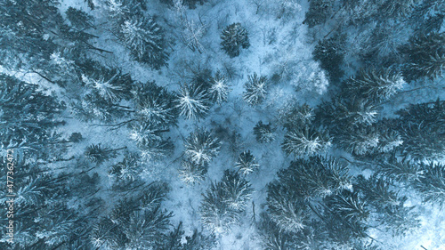 Top view on pine forest under the snow in winter. Nature.