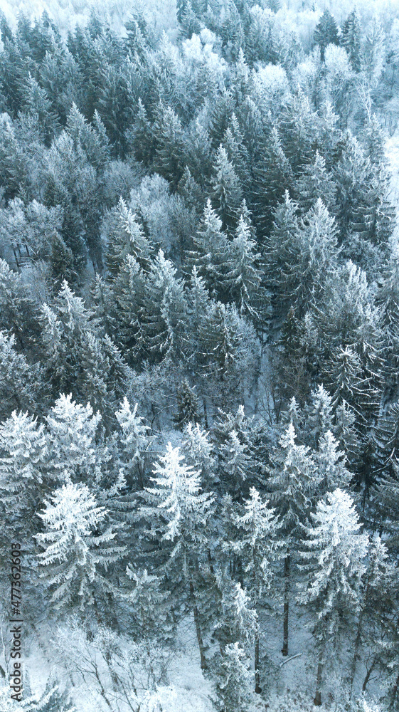 Vertical banner of pines under snow. Winter weather before christmas or new year Vertical banner of pines under snow. Winter weather before christmas or new year