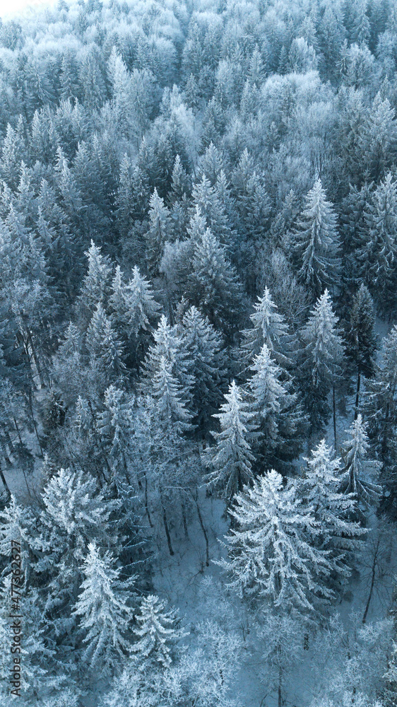 Vertical banner of drone view on pine forest in winter.Nature concept. Winter holidays time Vertical banner of drone view on pine forest in winter.Nature concept. Winter holidays time