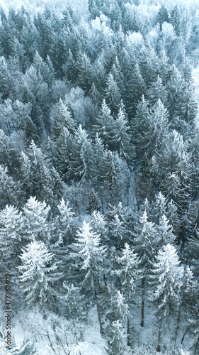 Vertical banner of pines under snow. Winter weather before christmas or new year