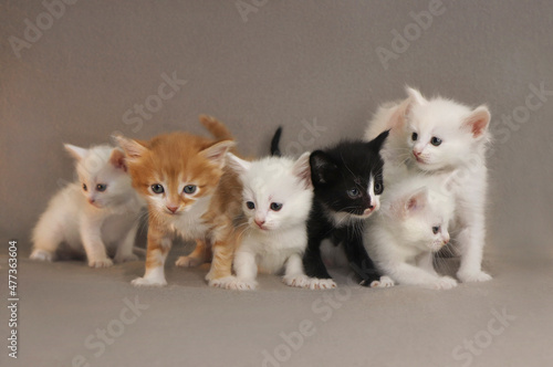 Fototapeta Naklejka Na Ścianę i Meble -  A group of small kittens of 1 month on a gray background.