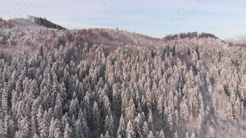 Winter in the mountains. Forest in the snow. Shooting from a quadcopter.