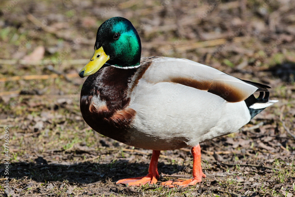 Single male mallard standing in the meadow Single male mallard standing in the meadow