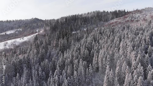 Winter in the mountains. Forest in the snow. Shooting from a quadcopter.