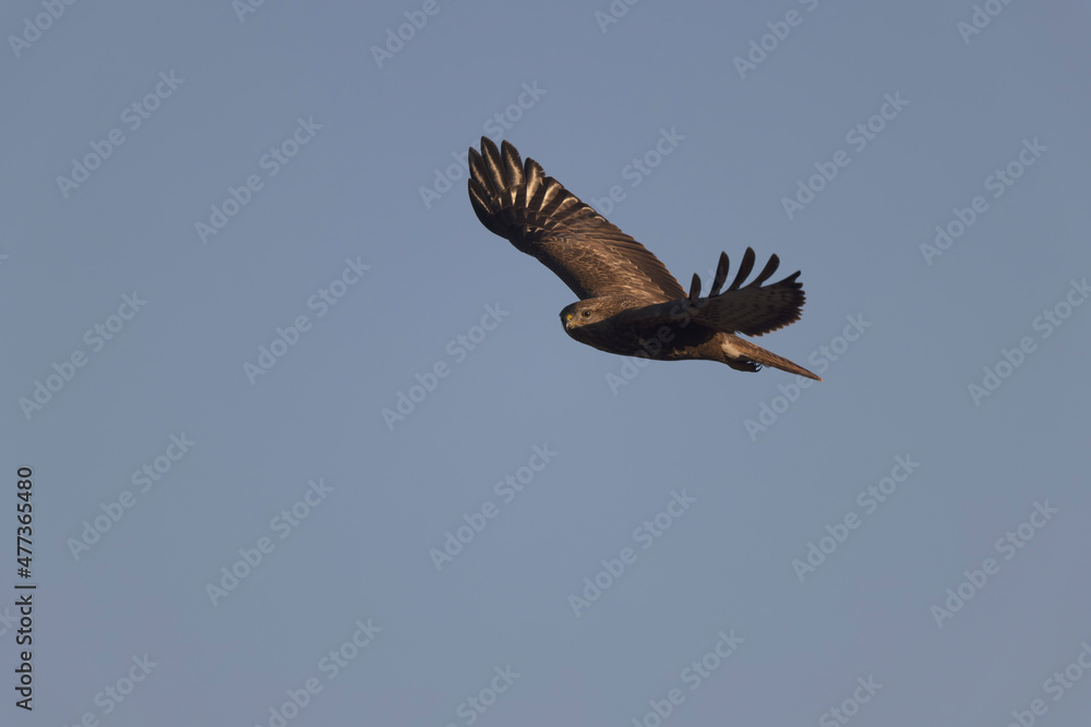 Fototapeta premium Common Buzzard Buteo buteo in flight on blue sky
