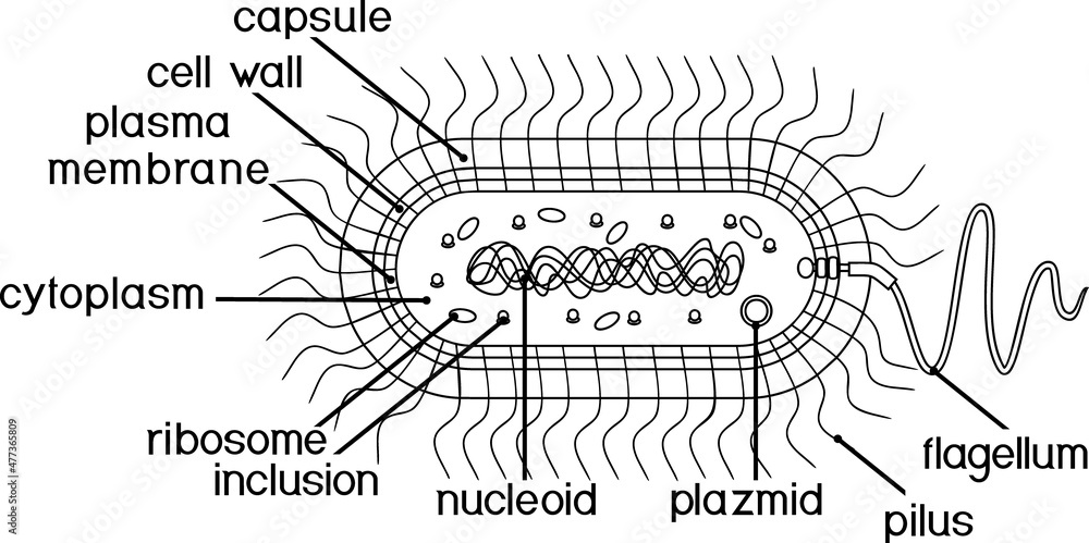 Coloring page with bacterial cell structure. Prokaryotic cell with ...