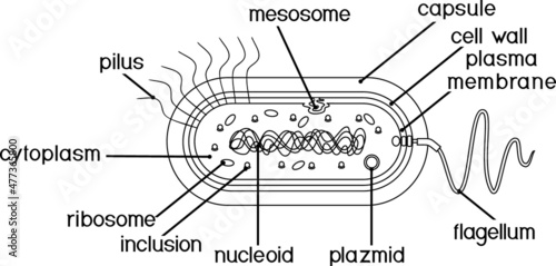 Coloring page with bacterial cell structure. Prokaryotic cell with nucleoid, flagellum, plazmid and other organelles photo