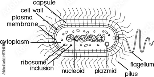 Coloring page with bacterial cell structure. Prokaryotic cell with nucleoid, flagellum, plazmid and other organelles