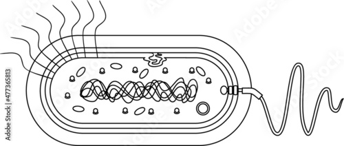 Coloring page with bacterial cell structure. Prokaryotic cell with nucleoid, flagellum, plazmid and other organelles