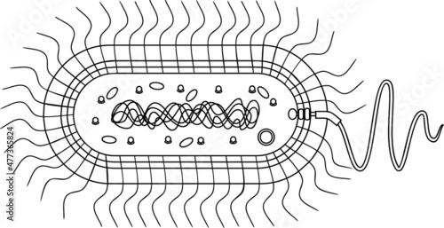 Coloring page with bacterial cell structure. Prokaryotic cell with nucleoid, flagellum, plazmid and other organelles