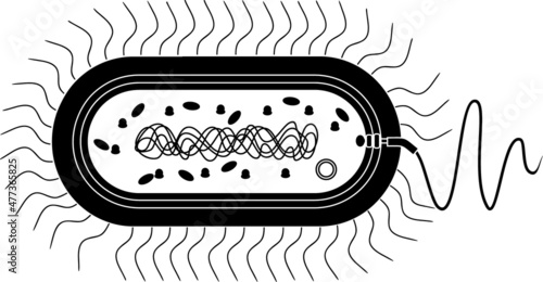 Silhouette of bacterial cell structure. Prokaryotic cell with nucleoid, flagellum, plazmid and other organelles