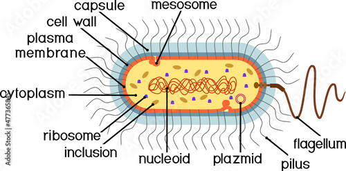 Bacterial cell structure. Prokaryotic cell with nucleoid, flagellum, plazmid, mesosome and other organelles photo